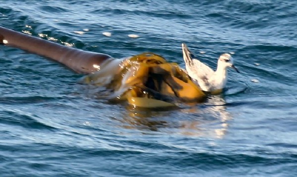 Red Phalarope